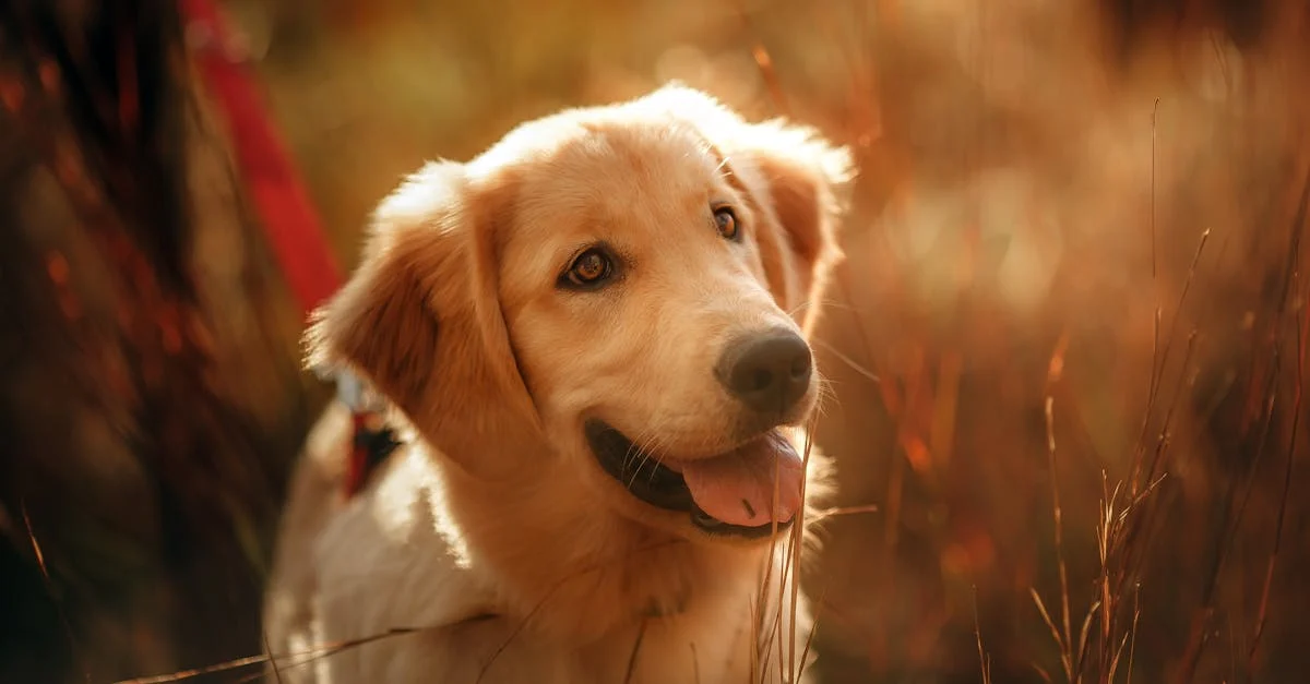 Golden Retriever pet shop in India