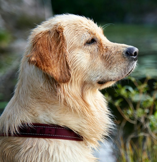 Golden Retriever dog breeder in India