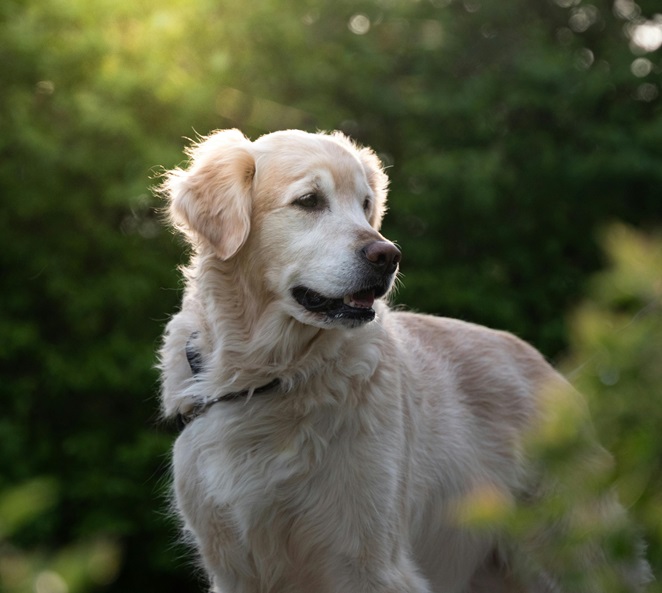 Golden Retriever Puppy Price In Mumbai