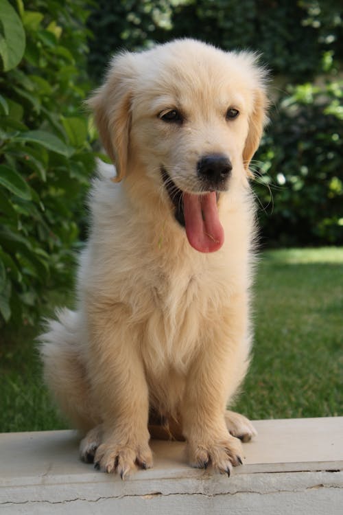 Golden Retriever dog breeder in mumbai-Saee Kennel