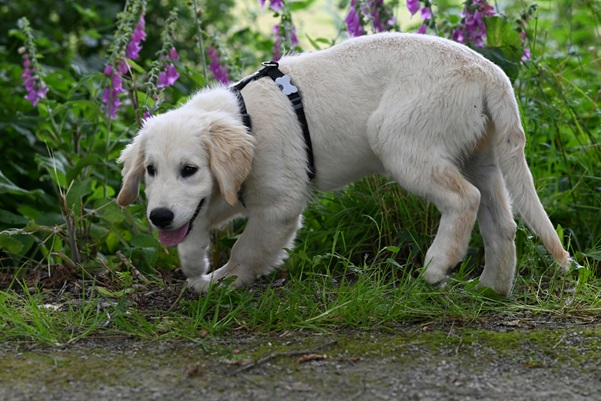 Golden Retriever dog kennel in mumbai