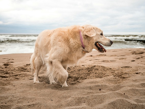 Golden Retriever dog for sale in mumbai