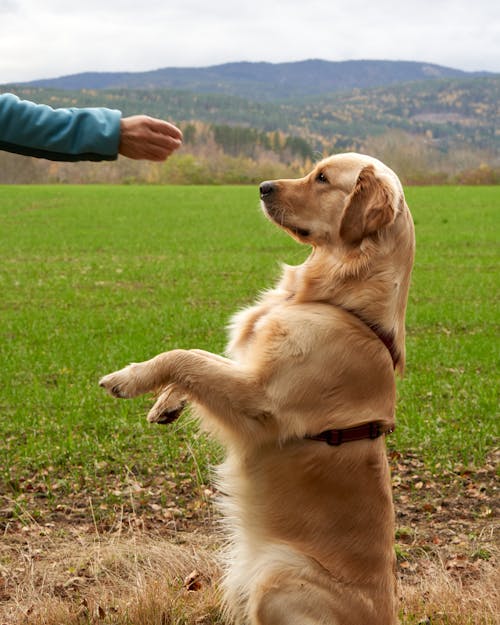 Golden Retriever male puppy for sale in mumbai