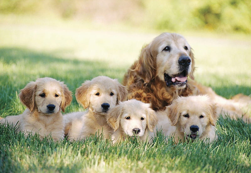 golden retriever breeder in pune