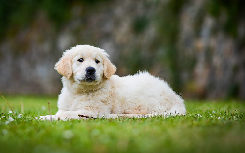 golden retriever male puppy price in pune