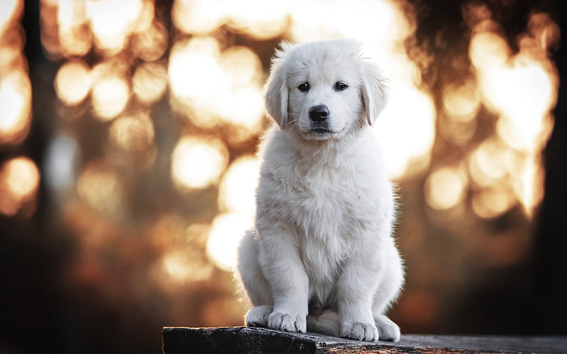 golden retriever dog price in pune