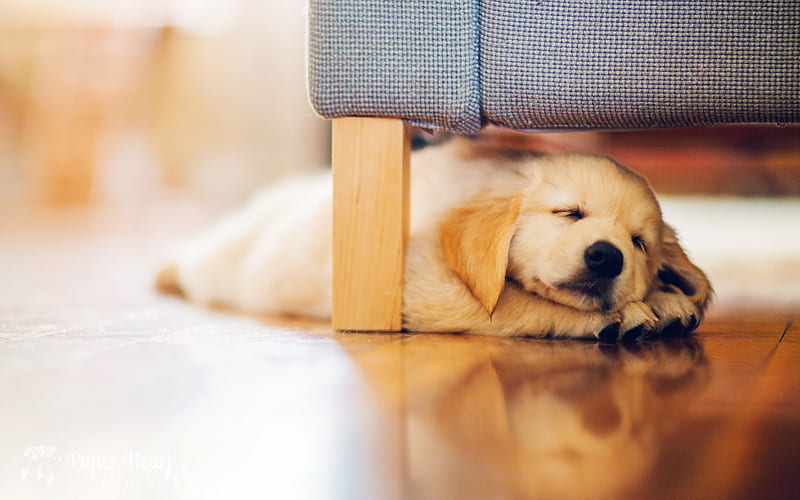 golden retriever puppy price in pune