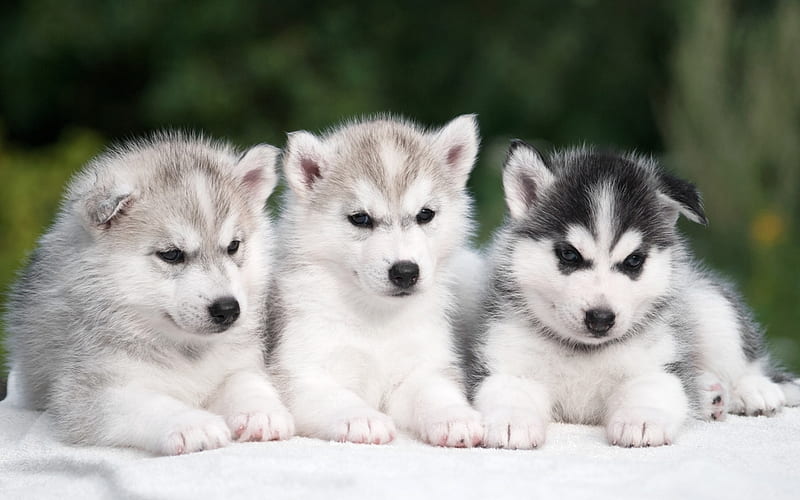 Husky Dog For Sale In Pune