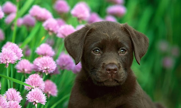 Labrador Puppy Price In Bangalore