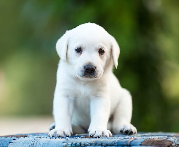 Labrador Pupies In Pune