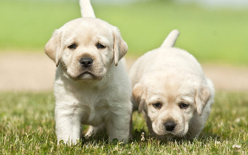 Labrador Dog Breeder In Pune