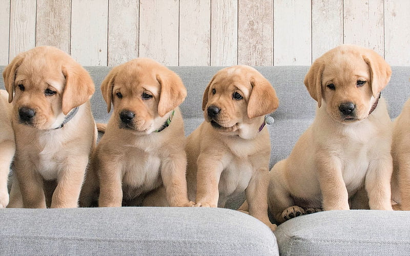 Labrador Retriever Puppies For Sale In Pune