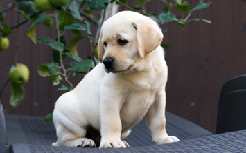 labrador dog breeder in bangalore-Saee Kennel