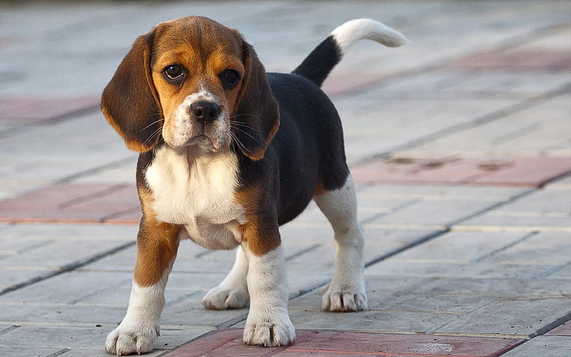 Beagle Breeder In Pune