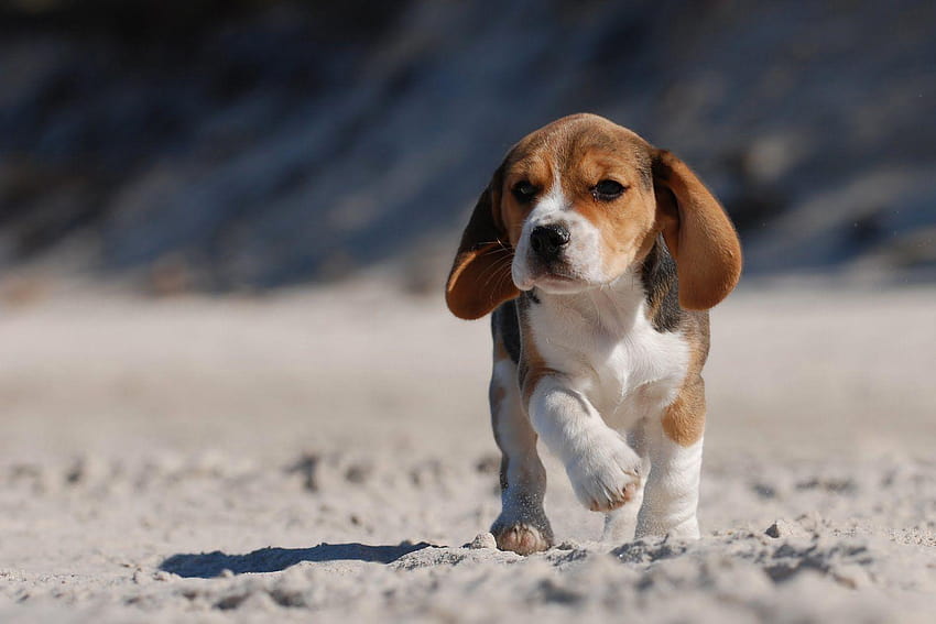 Beagle Puppy Price In Bangalore