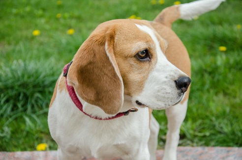 Beagle puppy price in India