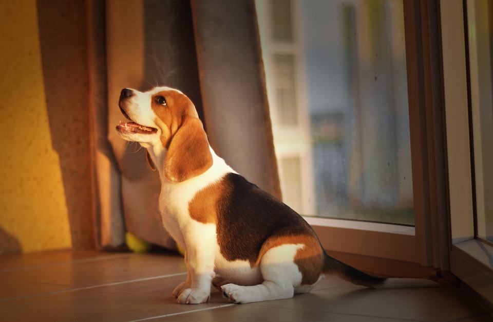 Beagle female price in India