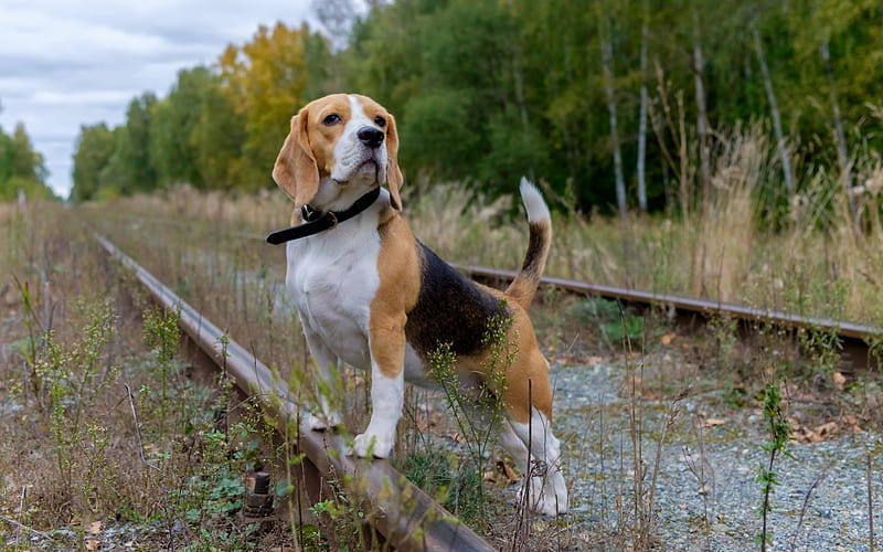 beagle puppies price near me in pune
