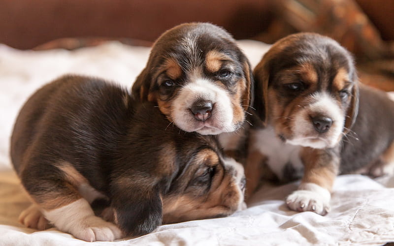 Beagle Puppies for sale in pune