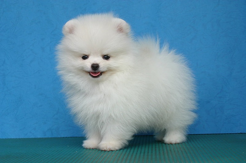 toy Pomeranian puppy price in India