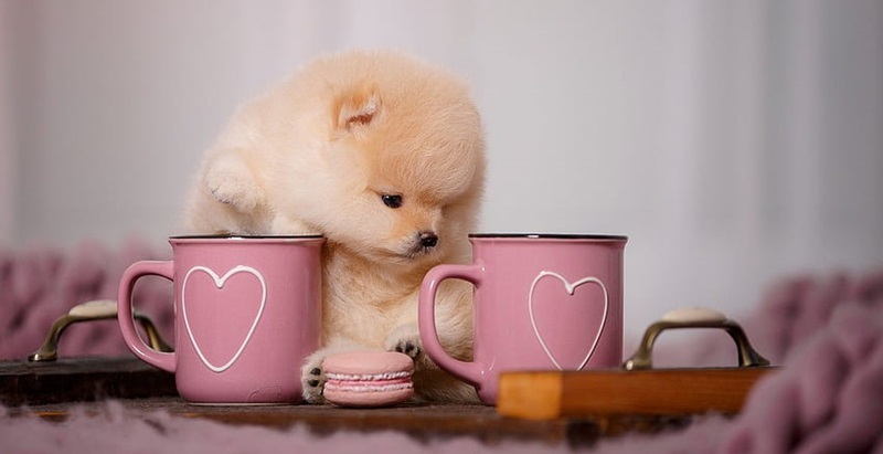 Essential Diet Hacks For Toy Pomeranians