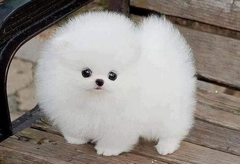 Toy Pomeranian puppy price in India