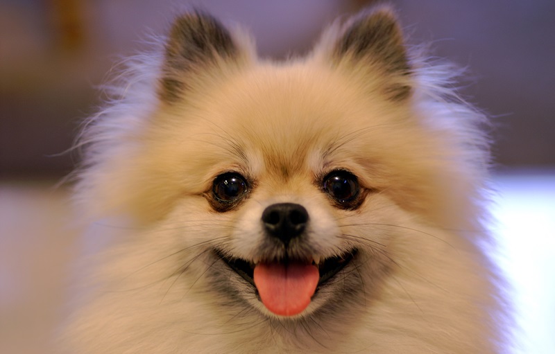 Pomeranians 101: A Guide for First-Time Owners