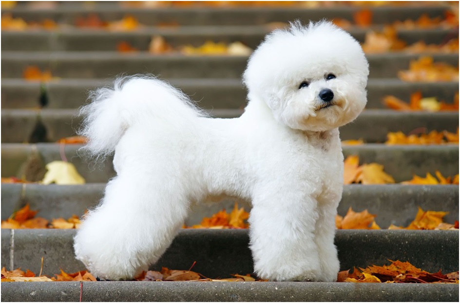 Bichon Frise price in India