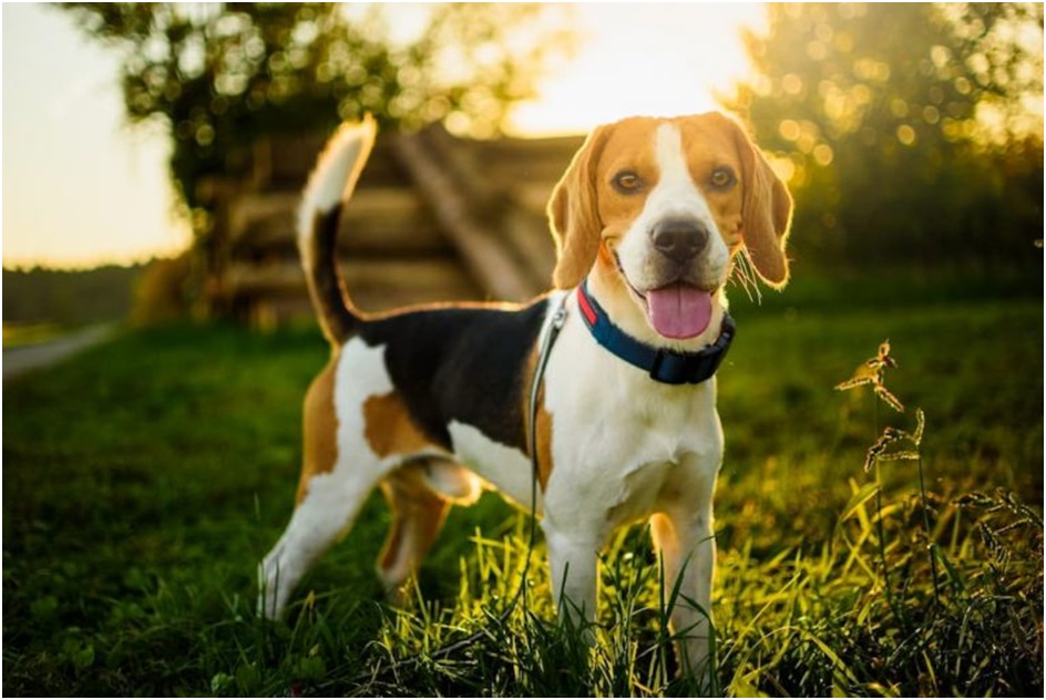 Beagle price in India