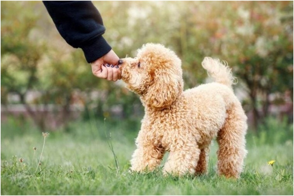 Poodle puppy price in India