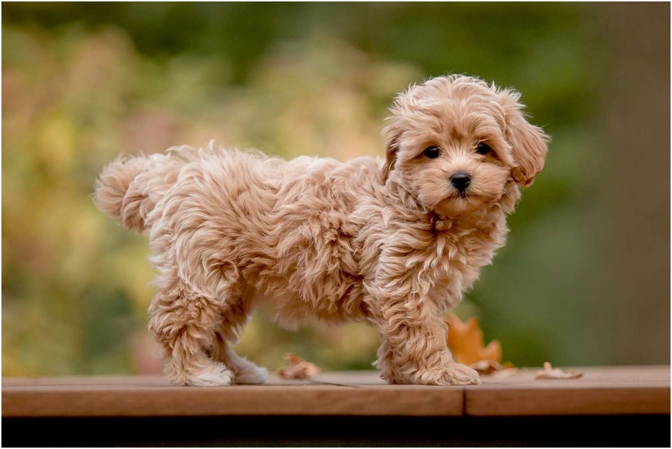 maltipoo price in pune