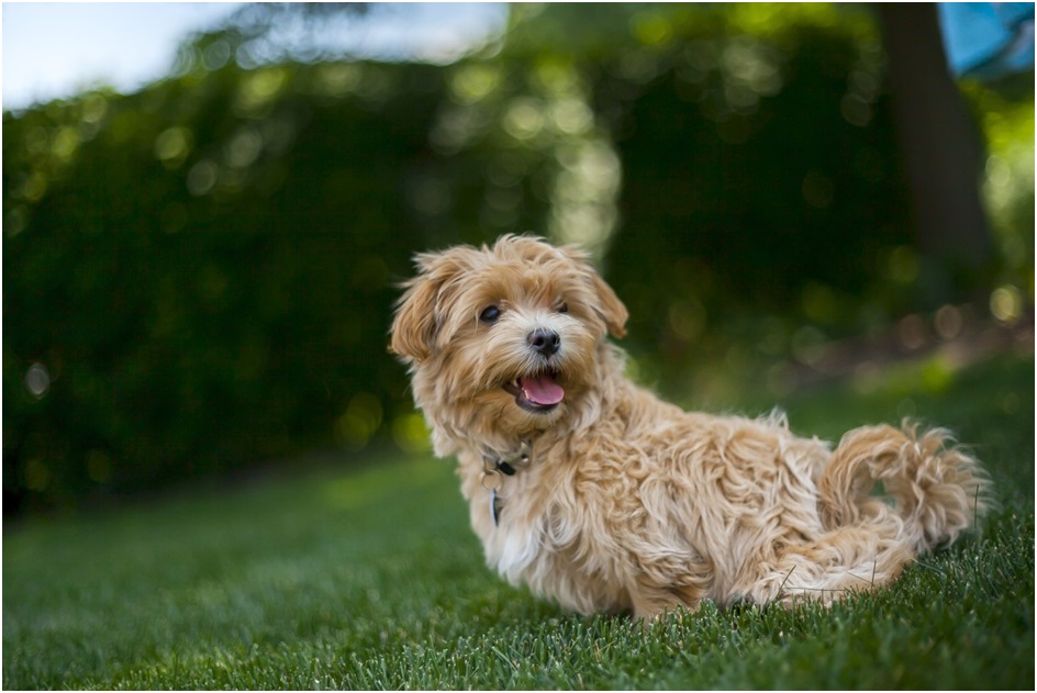 Maltipoo Dog Breed price in pune