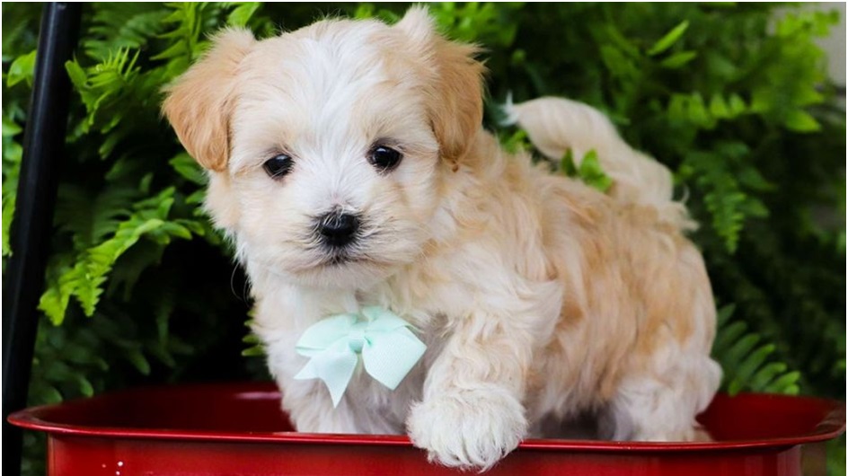 Maltipoo puppies for sale in pune