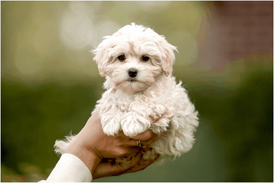 Maltipoo Pet shop in pune