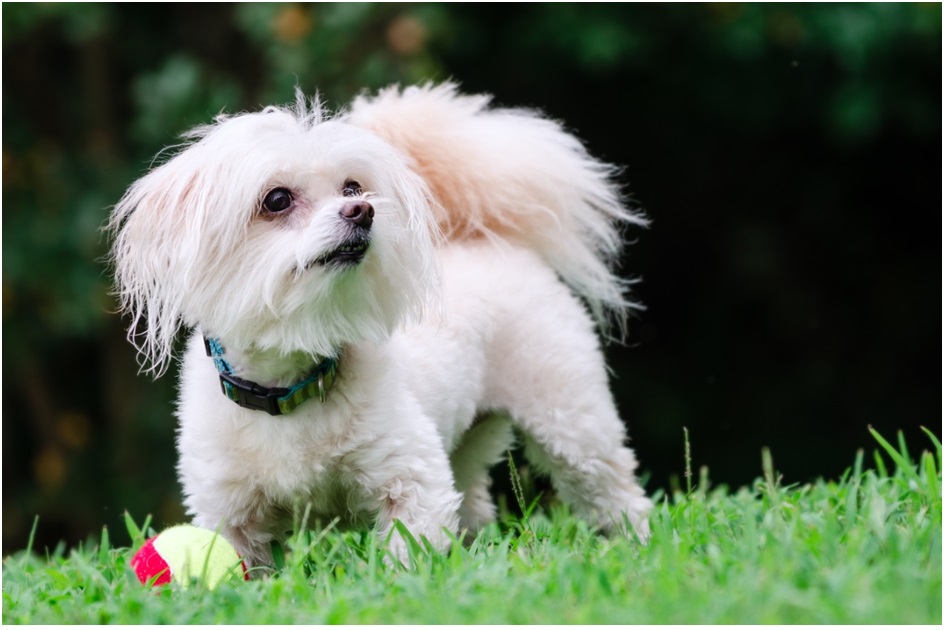 Maltipoo dog care in pune