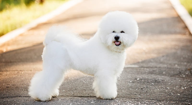 bichon frise price in india