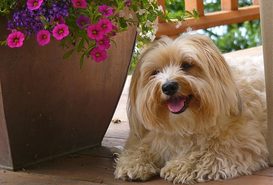 Top 5 Hypoallergenic Dog Breeds For Allergy Sufferers