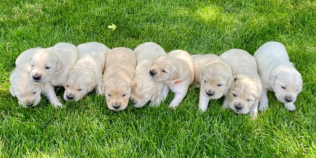 The Benefits Of Buying A Puppy From A Breeder