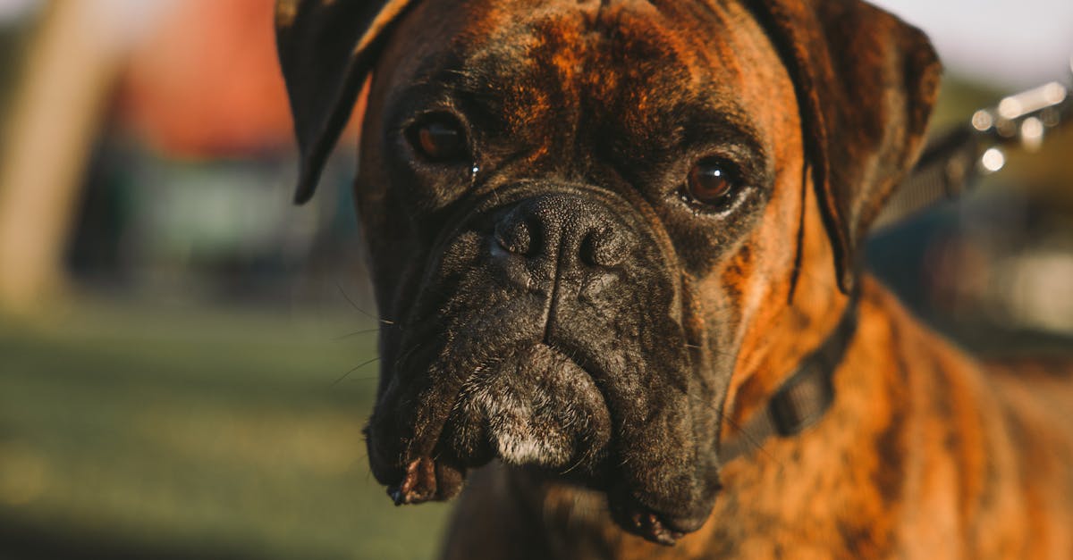 Boxer puppy price in India