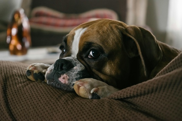 Boxer pet shop in India