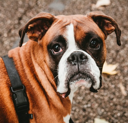 Boxer puppies for sale in Goa