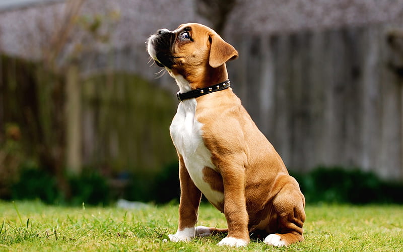 Boxer Puppies For Sale In Pune