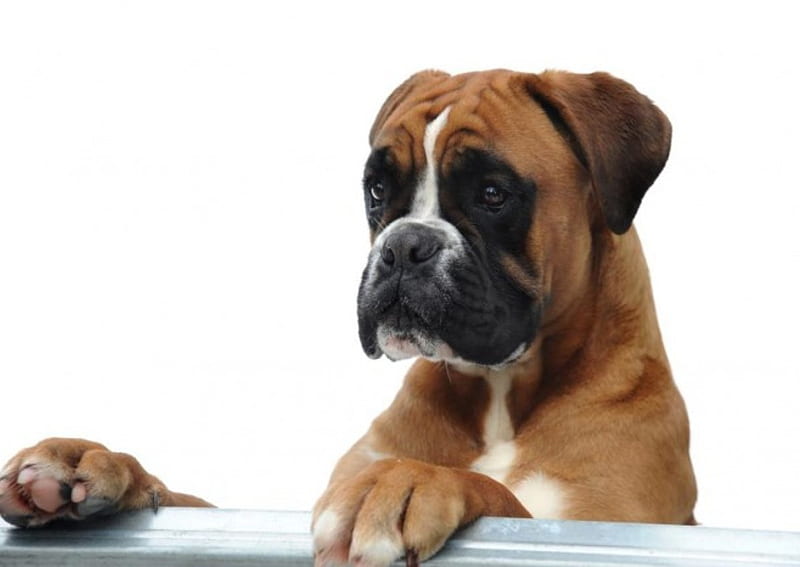 Boxer dog breeder in bangalore-Saee Kennel