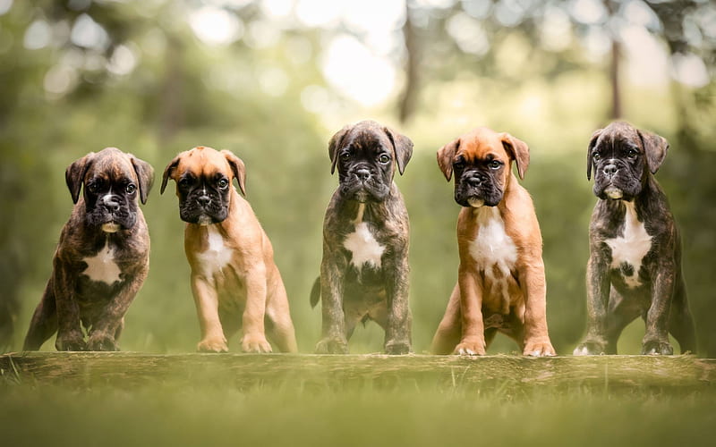 kennel for boxer dog in pune