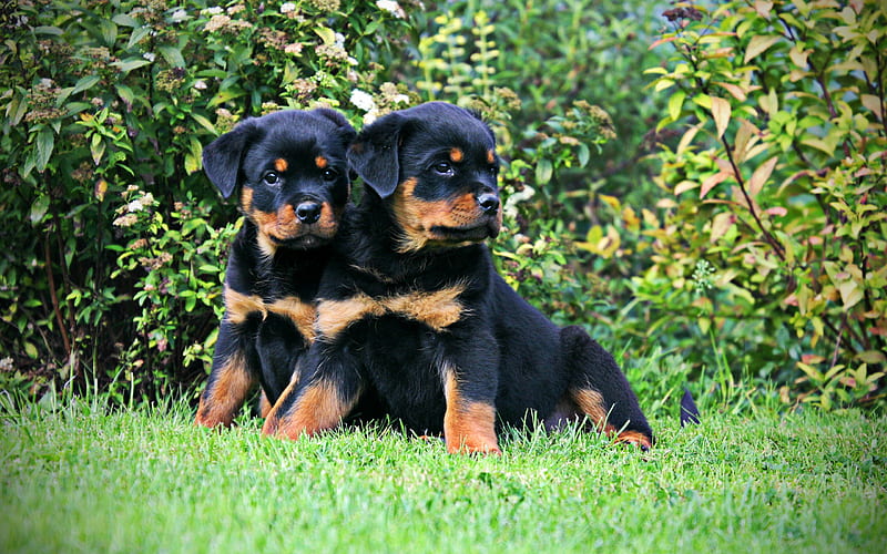 Dog Puppies For Sale In Pune