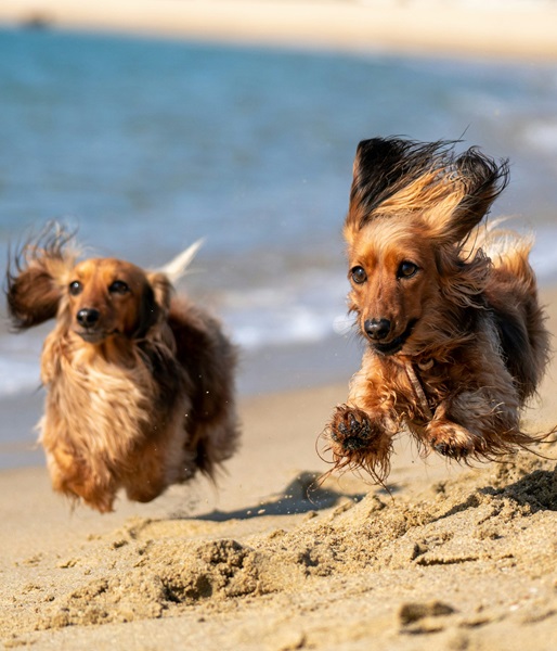 Cocker Spaniel puppies for sale online in Goa