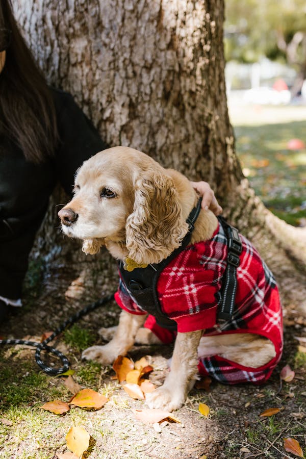 Cocker Spaniel Puppy Price In Mumbai