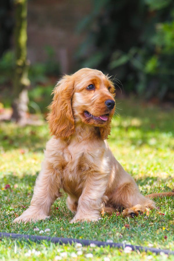 cocker spaniel dog breeder in mumbai-Saee Kennel