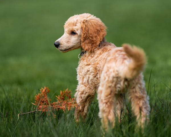 Cocker Spaniel dog for sale in mumbai