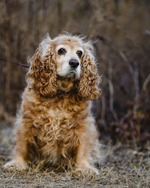 Cocker Spaniel male puppy for sale in mumbai